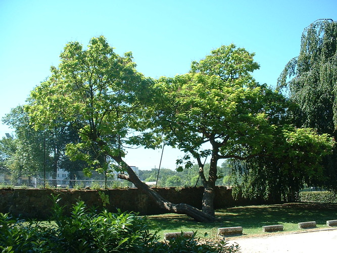 Catalpa chavanon – Bruxelles, Université Libre de Bruxelles - Solbosch, parc –  15 Juillet 2003