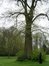  Zomerlinde – Ganshoren, Park van het Kasteel de Rivieren, Kasteeldreef, 66 –  19 April 2005