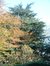 Cedrus sp