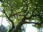 Catalpa chavanon – Bruxelles, Université Libre de Bruxelles - Solbosch, parc –  15 Juillet 2003