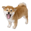 Brawl Sticker Shiba Inu (Nintendogs).png