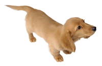 Brawl Sticker Miniature Dachshund (Nintendogs).png