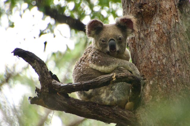 <p>Koala on tree </p>