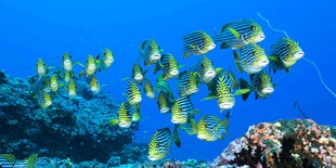 Schwarm Orientalische Suesslippen-Fische- schwarz-weisse Streifen mit grünen Flossen