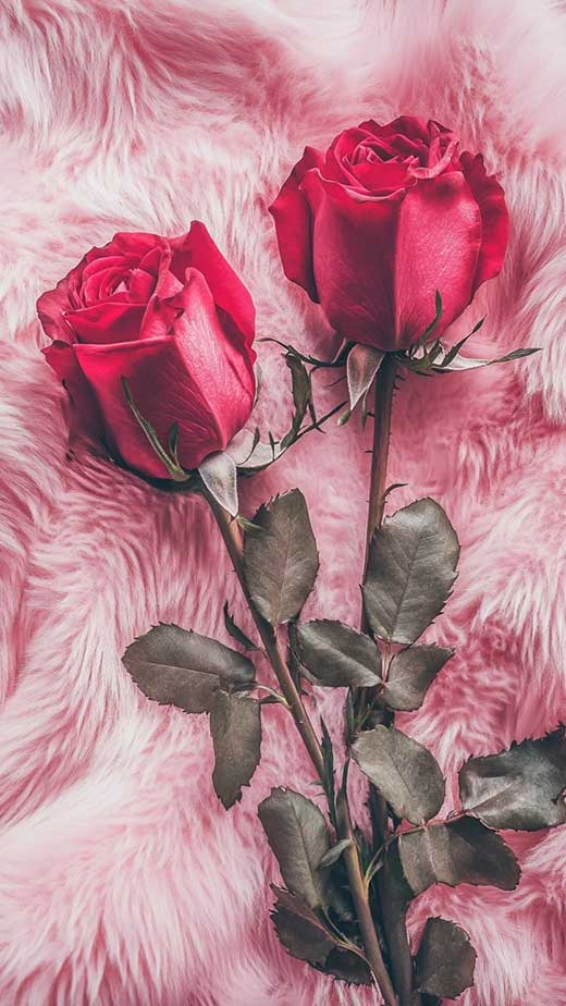 romantic valentines day wallpaper for iphone