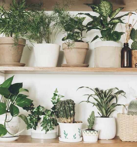 The Plant Parent Aesthetic: Capturing Green Sanctuaries at Home