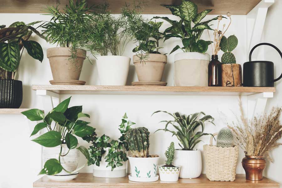 The Plant Parent Aesthetic: Capturing Green Sanctuaries at Home