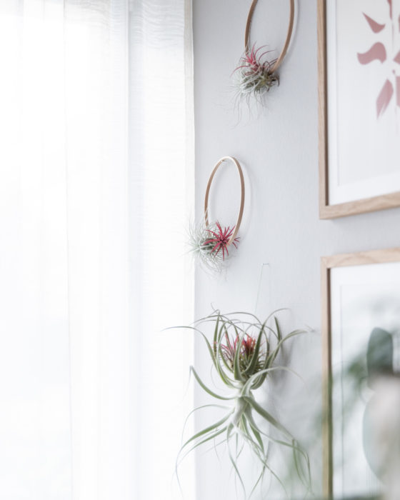 Tillandsien Wandschmuck DIY