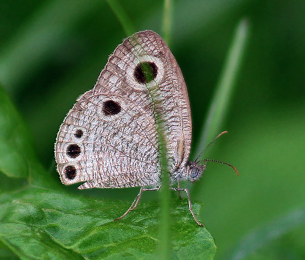 File:Common Four ring Butterfly I IMG 6708.jpg