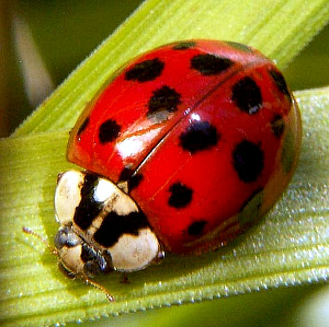 Harlekinmariehønen (Harmonia axyridis).