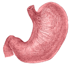 File:Stomach.png