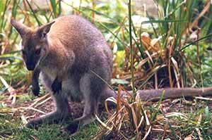 붉은목왈라비(Macropus rufogriseus)