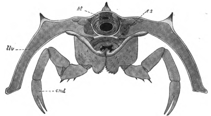 カブトガニ類の前体の断面図。腹側中央に脚の基部から突出した1対の顎基がある。