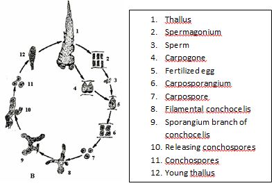 3. ウシケノリ綱の生活環 : 1. 配偶体, 2. 造精器 (精子嚢), 3. 不動精子, 4. 造果器, 5. 受精した造果器, 6. 果胞子嚢 (接合胞子嚢), 7. 果胞子 (接合胞子), 8-9. 胞子体, 10. 殻胞子嚢, 11. 殻胞子, 12. 配偶体の幼体