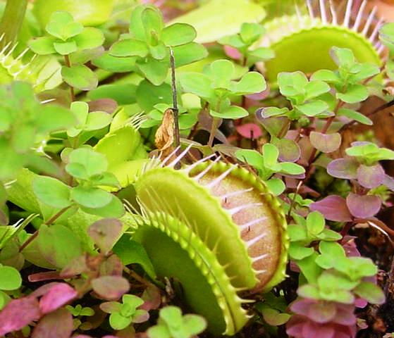 File:Dionaea muscipula03.jpg