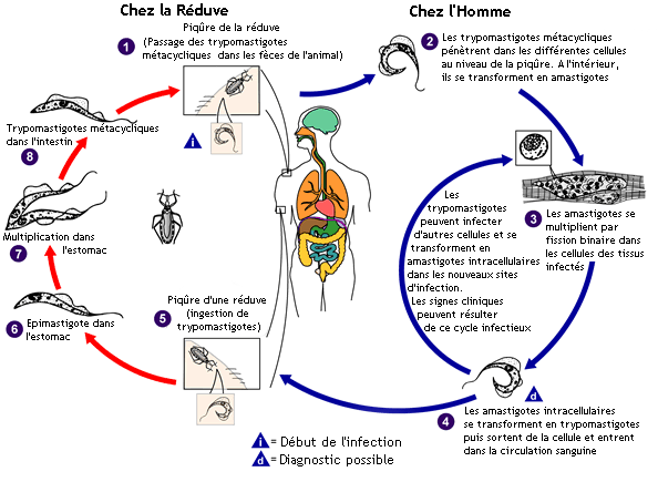 Cycle de vie de Trypanosoma cruzi. Source : CDC