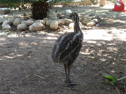 File:Emu -Dromaius novaehollandiae -Ramat Gan Safari-8a.jpg