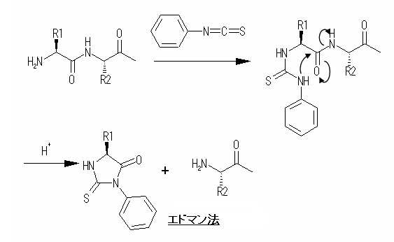 反応式 エドマン法