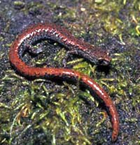 Oregon slender salamander, found in maple, redcedar, and Douglas-fir forests