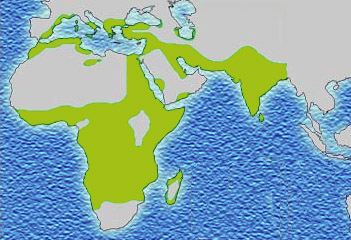 Distribution historique du paludisme, qui n'est plus endémique en Europe.