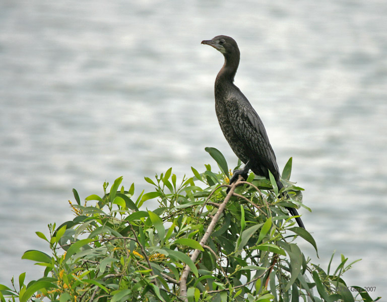 File:Little Cormorant on Earpod wattle I IMG 8071.jpg