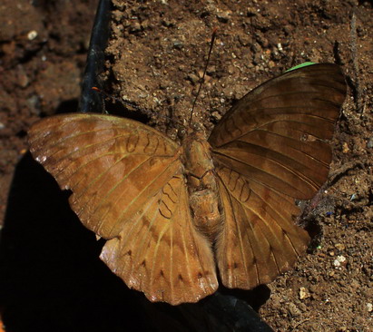 File:Euthalia aconthea F-up 060905 0059 tdp.jpg