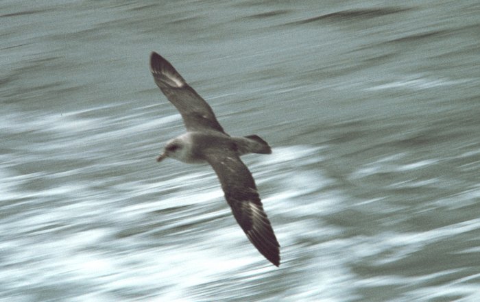 File:Northern Fulmar.jpg