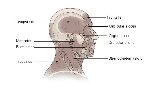 Muskler på människans huvud. Masseter syns i mitten, vid kinden.