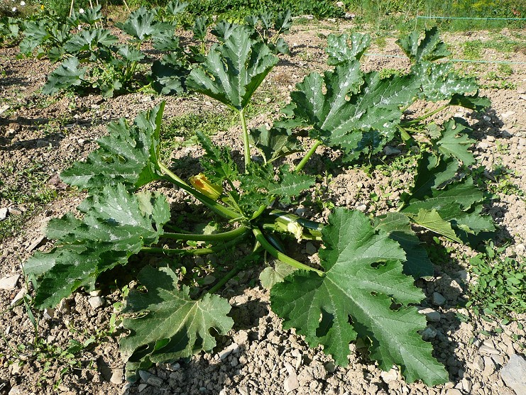 File:Cucurbita pepo zucchini bush plant 2.jpg