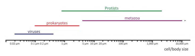 Plankton sizes by taxonomic groups