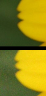 Comparison of both images. This is a crop of a small section of each image displayed at 100%. The top portion was shot at 100 ISO, the bottom portion at 1600 ISO.