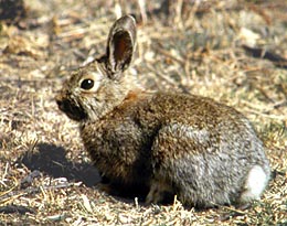 Amerikinis baltasis kiškis (Lepus americanus)