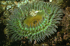 Anthopleura xanthogrammica, unha anemone de mar xigante