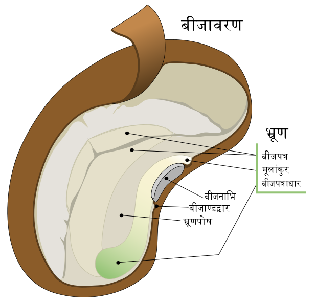 File:Dycotyledon seed diagram-hi.png