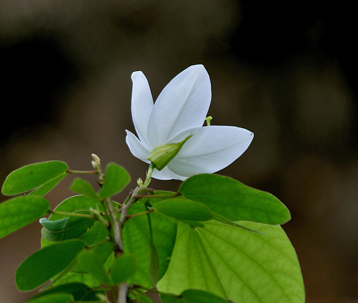 File:Flower & leaves I IMG 9528.jpg