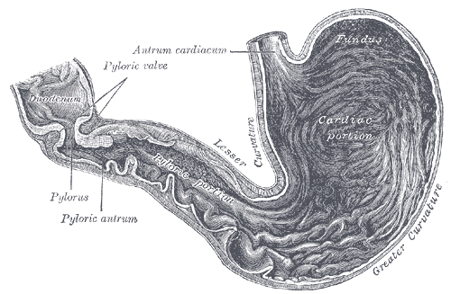 File:Gray1050-stomach.png