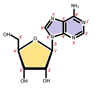 Adenosina