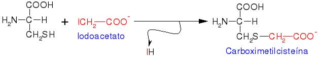 Transformació de la cisteïna a carboximetilcisteïna