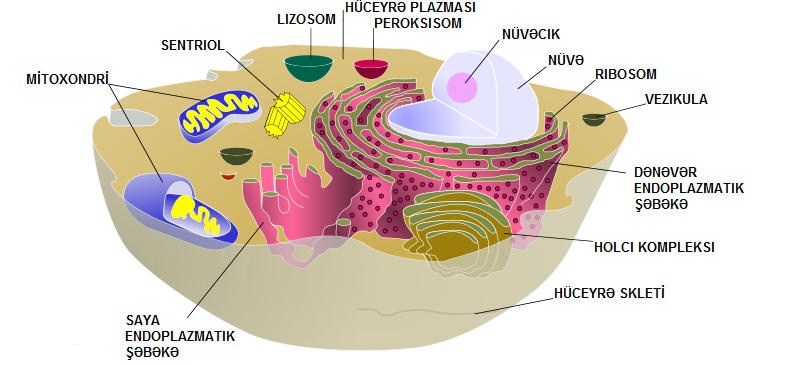 File:Biological cell-2010-14-11.jpg