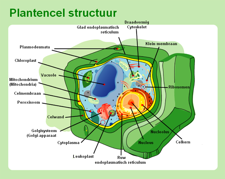 File:Plantencel structuur.PNG