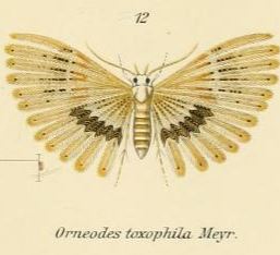 Alucita toxophila