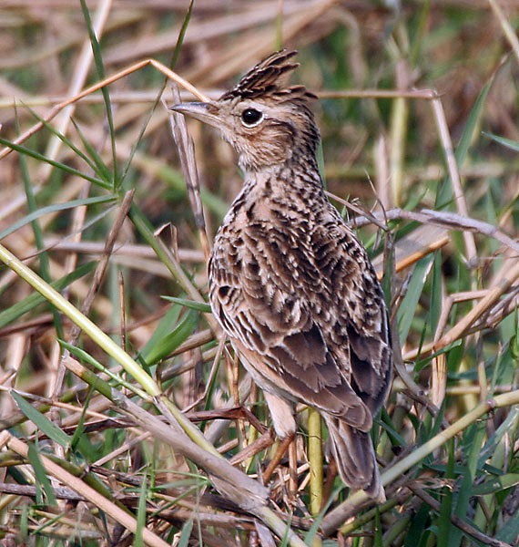 File:Oriental Skylark I IMG 0571.jpg