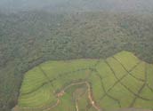 Nyungwe forest, Rwanda