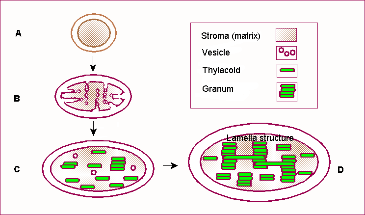 File:Development of Chloroplast.png