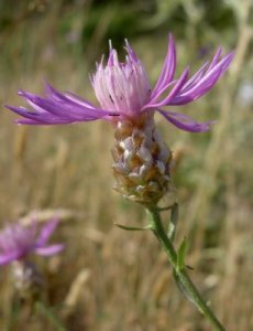 Centaurea costae Willk. (=Centaurea alba subsp. costae (Willk.) Dostál), planta pirenaica descrita por Willkomm en 1859