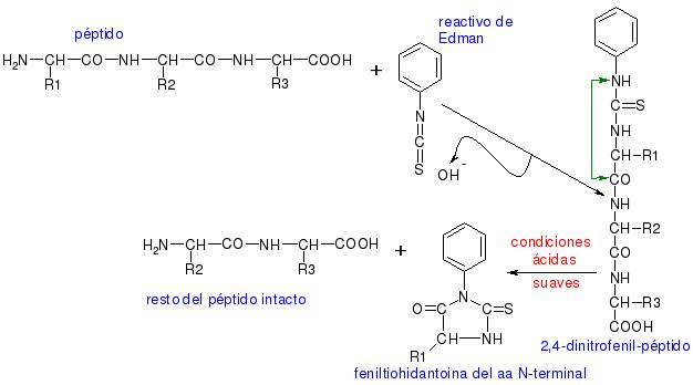 Procediment d'Edman