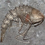 Specimen of Cystisoma (Cystisomatidae)