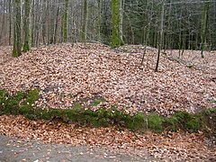 Gravhaug ved oldtidsveien i bøkeskogen i Larvik.