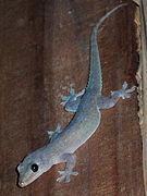 Hemidactylus frenatus.