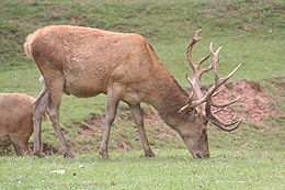 Gímszarvas (Cervus elaphus)